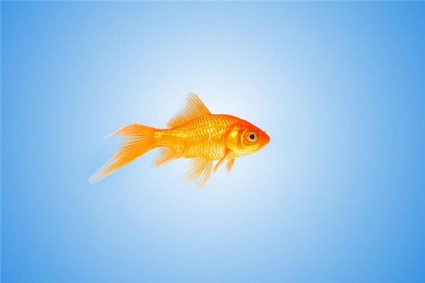 周公解梦金鱼 周公解梦金鱼死了