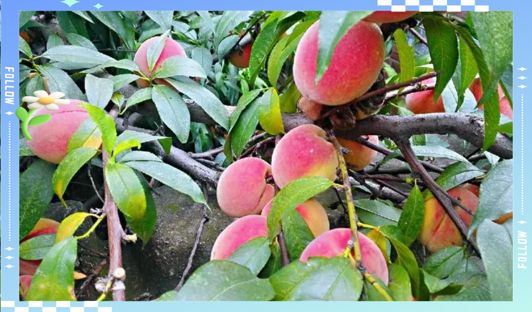 梦到买桃子周公解梦 梦到自己买桃子是什么意思