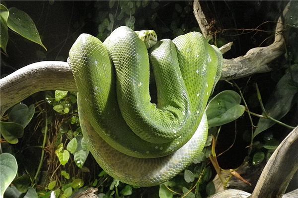 周公解梦买花 女人梦见买花的预兆