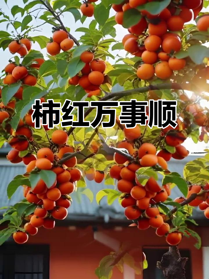 周公解梦见柿子 梦见在柿子树下捡柿子