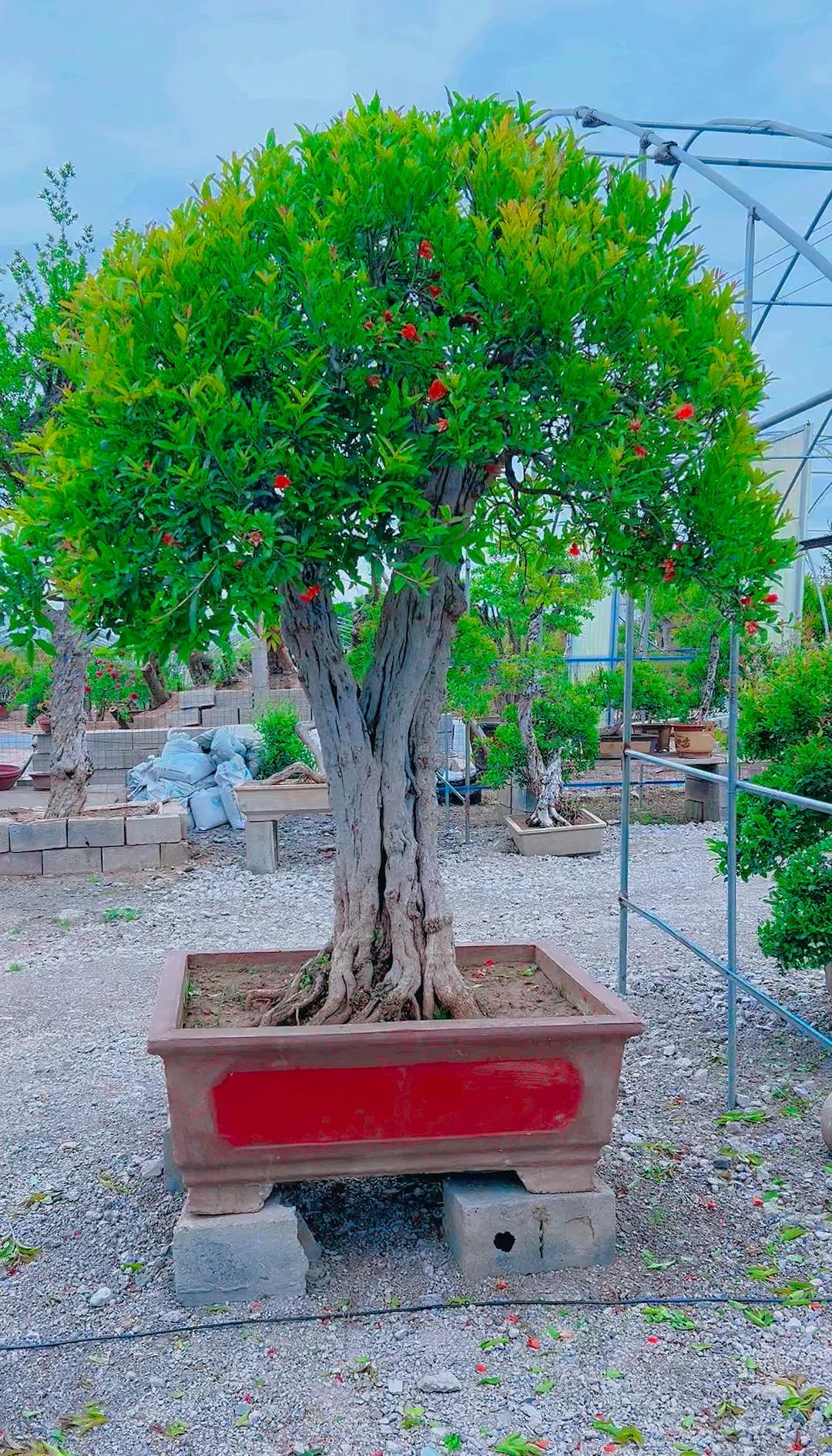 解梦石榴树 解梦失业的人梦见上班