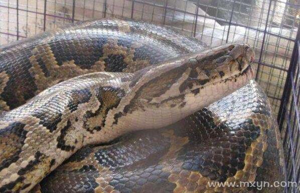 原版周公解梦秋千 周公解梦大全免费更新