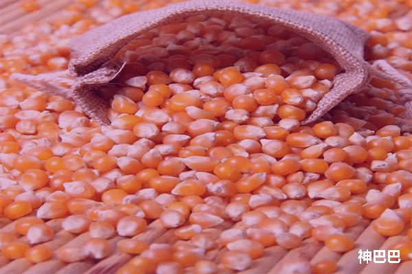 解梦玉米粒 解梦岳母家举办宴会