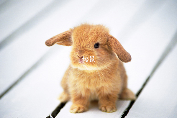 周公解梦梦见兔子 周公解梦梦见兔子是什么意思