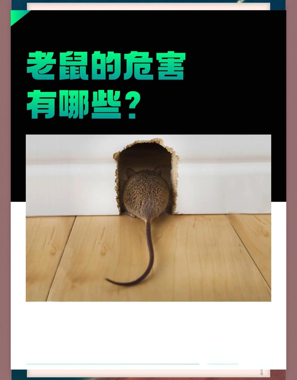 周公解梦老鼠咬我 周公解梦老鼠咬我手指