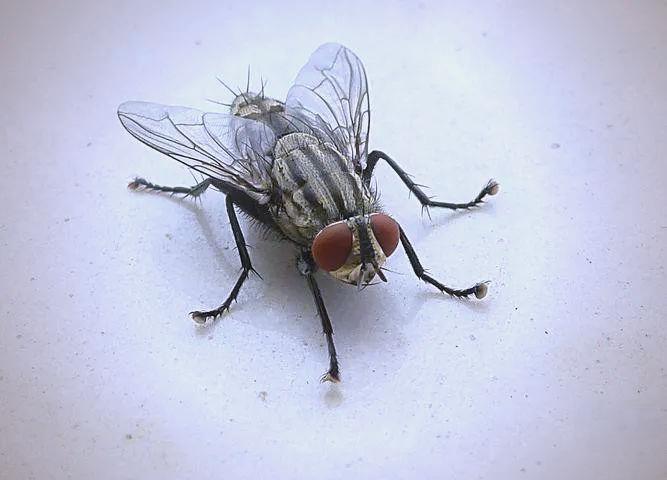 周公解梦苍蝇原版 玄学上解释出现苍蝇的原因