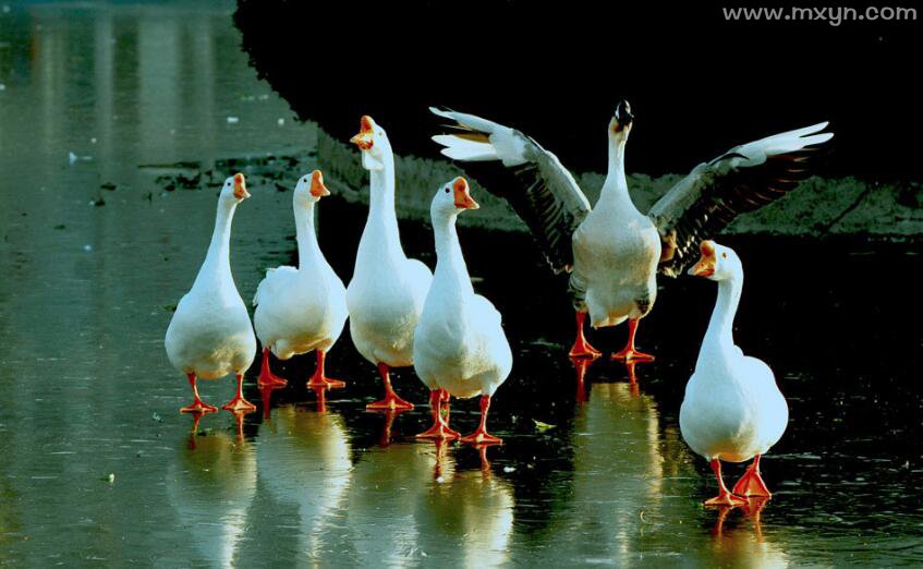 梦见鸭子周公解梦 梦见鸭子周公解梦原文