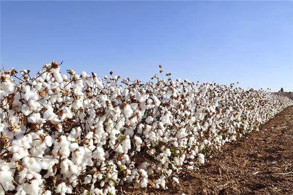 周公解梦棉花 男人梦见棉花是吉兆吗