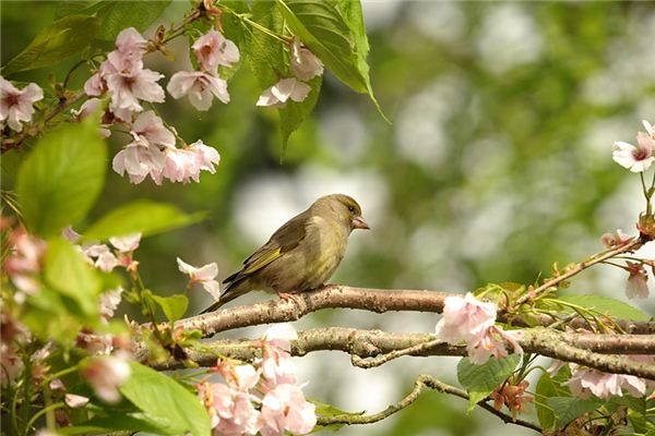 周公解梦梦到 周公解梦星座屋新版